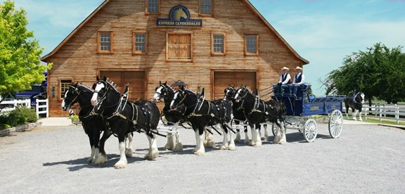 EXPESS CLYDESDALES