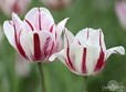 Tulips & Tunes, Wellfield Botanic Gardens, Elkhart May 5th, 2012 Photo