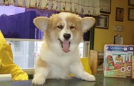 Pets Welcomed with a Smile!