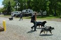 Pet friendly