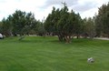 Luscious Lawn!