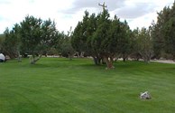 Luscious Lawn!