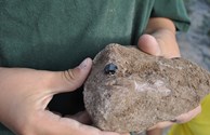 Garnet Hounding
