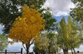 Changing Seasons