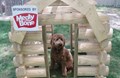 Barkley's in the dog house