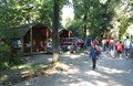 Goat walk through the campground