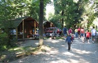 Goat walk through the campground