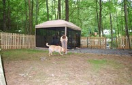view from the back yard
