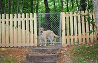 Taffy loves the new backyard sites