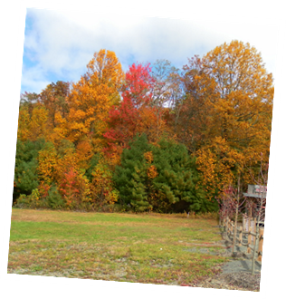 Autumn color changes