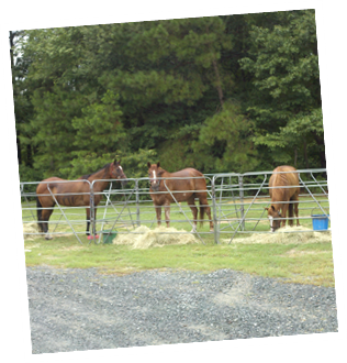 Horse Friendly