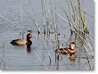 Clear Lake Bird Refuge Photo