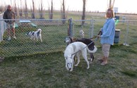 Pet Area