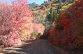 Fall Color Run