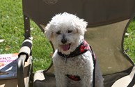 Happy Camper Dogs