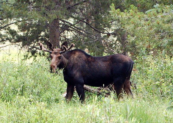 Wildlife, Moose