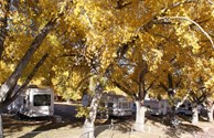 Fall at the KOA