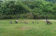WILDLIFE