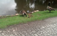 7 New Babies arrive at Forsyth KOA Lake