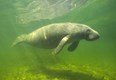 Manatee Center Photo