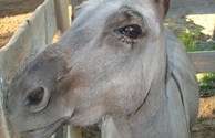Mr. D loves carrots too!