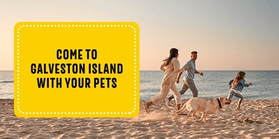 Is Galveston Island Pet-Friendly?
