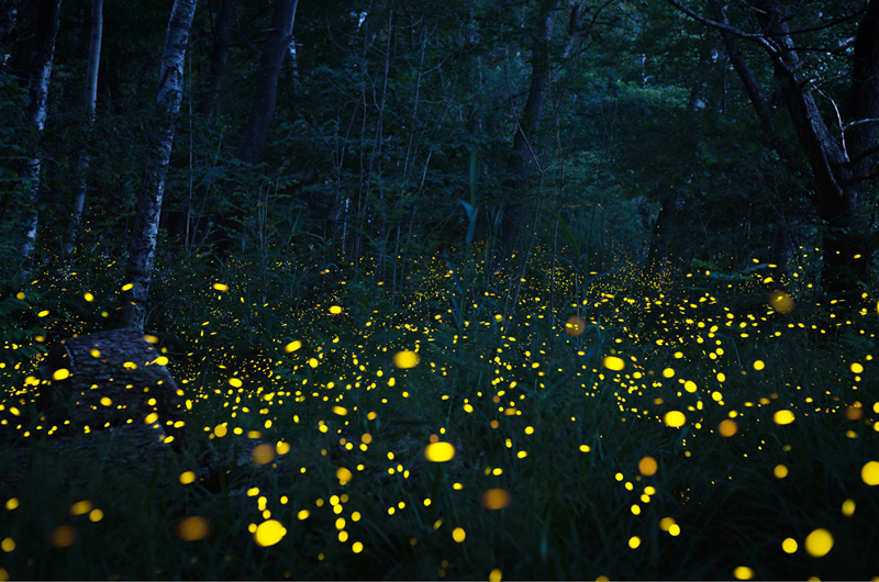 Synchronous Fireflies Photo