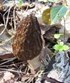 Mushroom Picking Photo