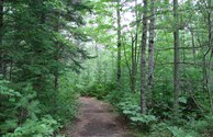 Take a peaceful stroll along the trail!