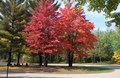 A sample of our beautiful fall colors!