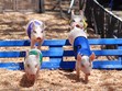 Mesa County Fair Photo