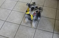 Cricket the campground mascot