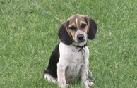 Harley, our Canine Host