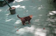 Parker the Kamp Kat