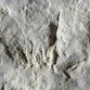 Red Gulch Dinosaur Tracksite Photo