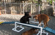 doggie playground
