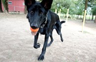 Dog Park