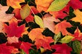 Fall Foliage Photo