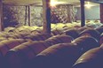 The Shenandoah Vineyards Photo