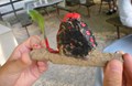 Rock Painting