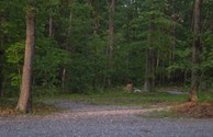 Our trail leading into the National Forest