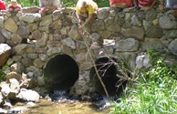Save The Ducks!