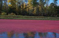 Fall cranberry harvest