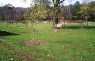 Apple Orchard