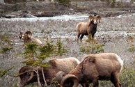 Big Horn Sheep