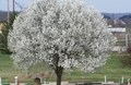 Dog Wood Tree at Mini Golf Course