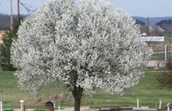 Dog Wood Tree at Mini Golf Course