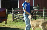 "Baby" the Deer