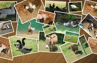 Animals at the Campground