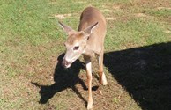 Our four-legged friend